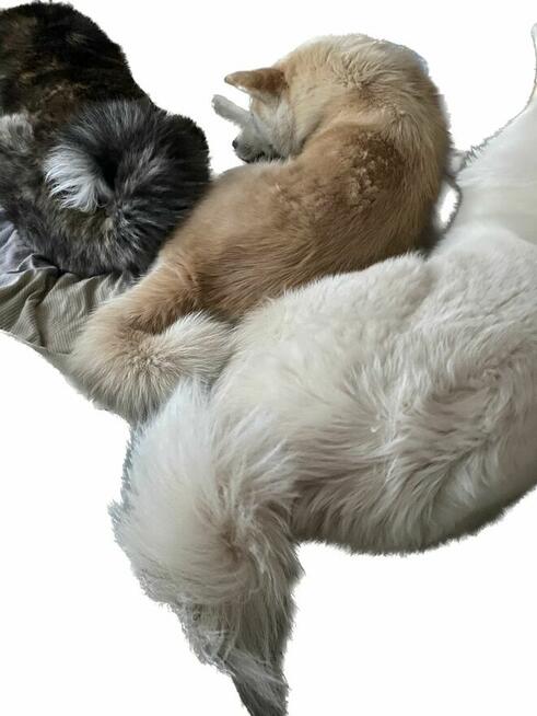 Ostatnia Japońska Akita Inu Okazja!