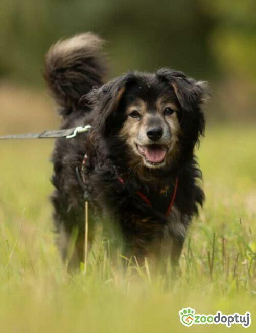 DZIADZIO - 12 lat na łańcuchu, teraz schronisko, ADOPTUJ!