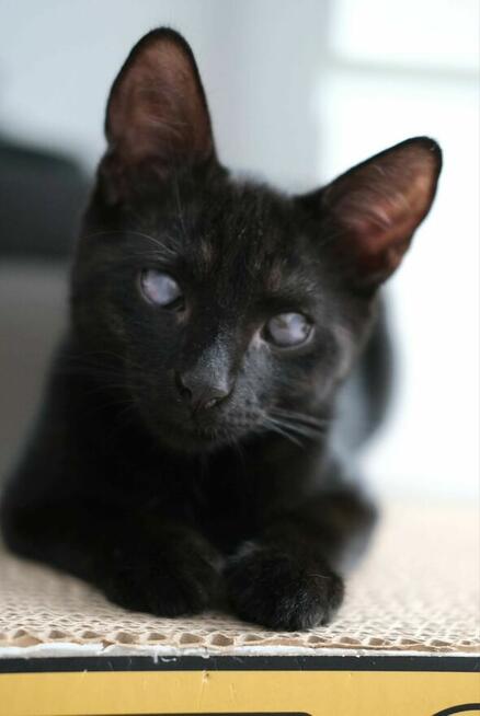 Niedowidzący SŁAWOSZ szuka domu czarny kot kotek do adopcji