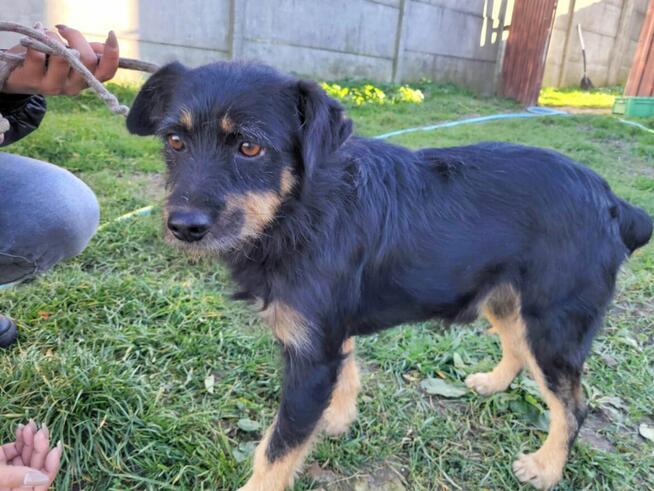 Piesek Fiki szuka domu