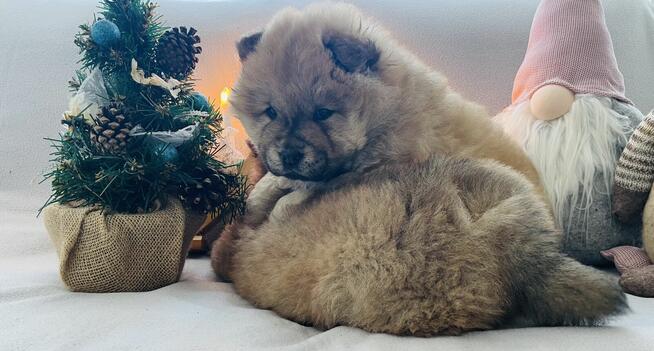 Urocza suczka Chow Chow