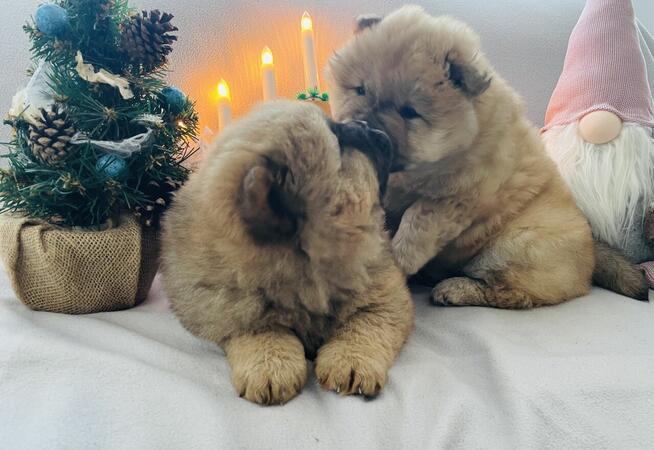 Urocza suczka Chow Chow