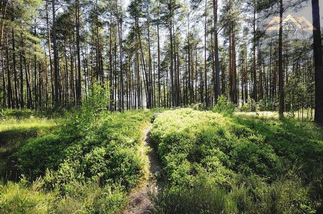 Działka leśna Wola Rzędzińska gm. Tarnów