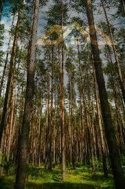 Działka leśna Wola Rzędzińska gm. Tarnów
