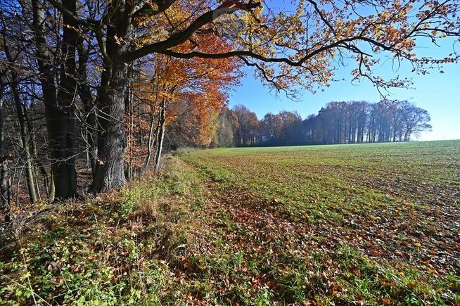 Działka rolna Witkowice