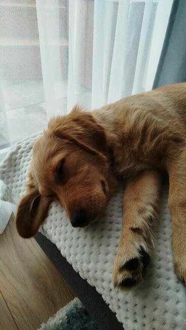 Linia amerykańska Golden Retriever ZŁOTY-Rudy/Dna ZKPL