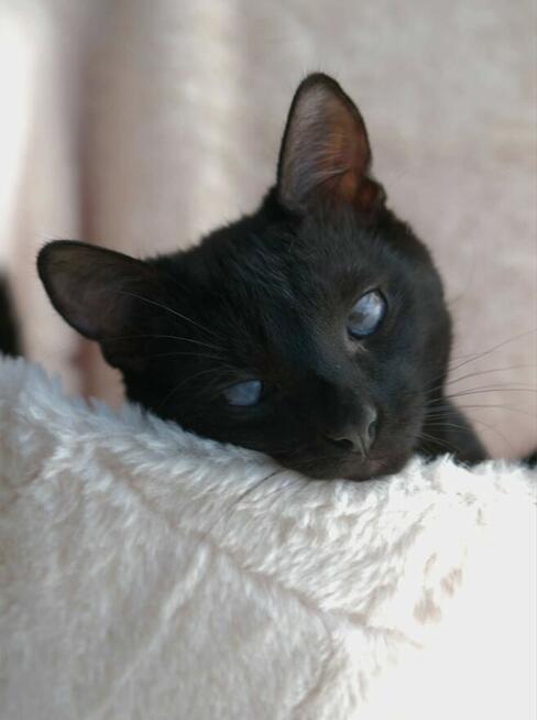 Niedowidzący SŁAWOSZ szuka domu czarny kot kotek do adopcji