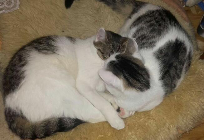 Kotki pełne miłości, 6 mies,