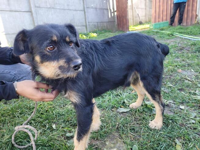 Piesek Fiki szuka domu