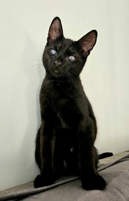 Niedowidzący SŁAWOSZ szuka domu czarny kot kotek do adopcji