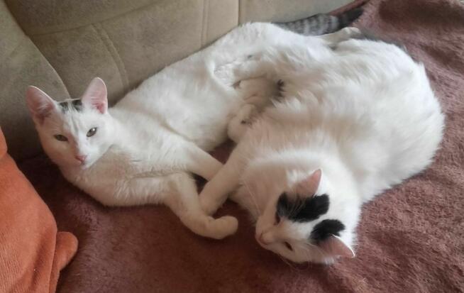 Kociaki słodsze od cukru