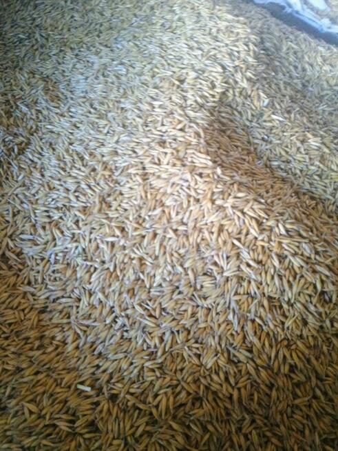 Owies Bingo na pasze lub opał pellet