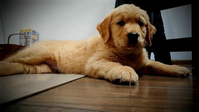 Linia amerykańska Golden Retriever ZŁOTY-Rudy/Dna ZKPL