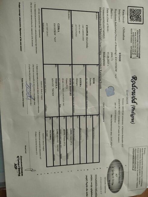 Sprzedam pieska Chihuahua