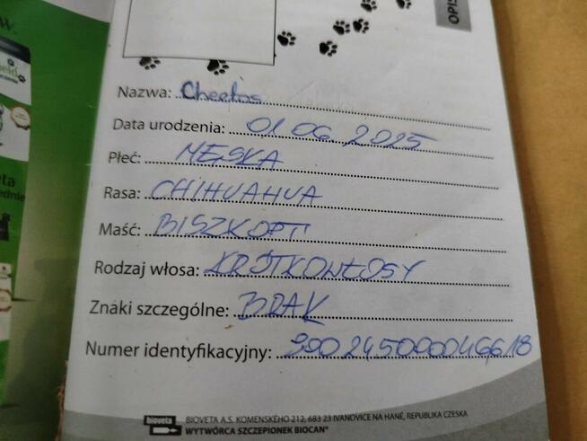 Sprzedam pieska Chihuahua