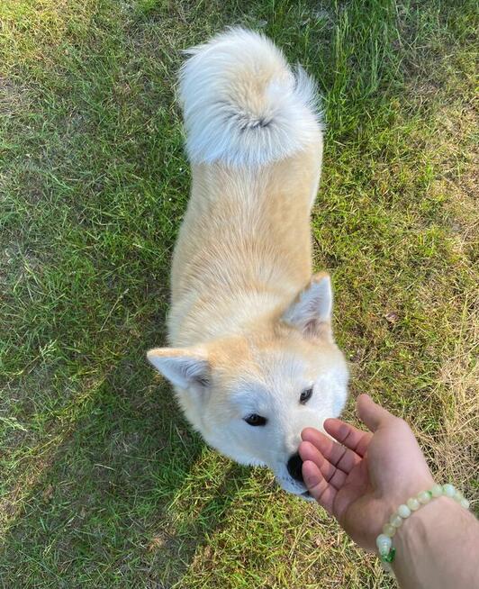 Ostatnia Japońska Akita Inu Okazja!