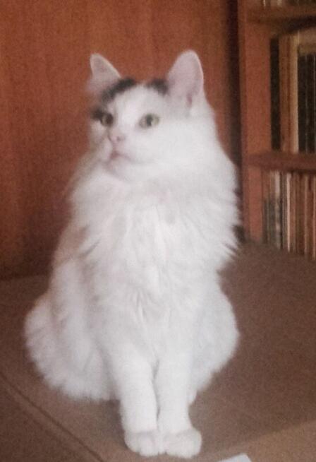 Słodziaki z dłuższym futerkiem, 10 mies.