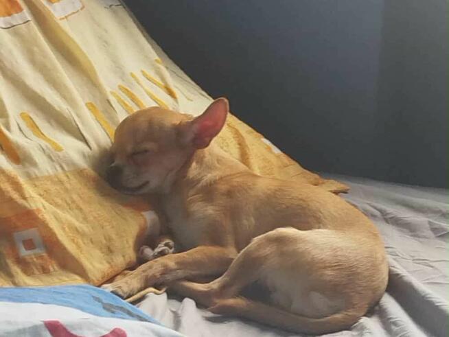 Sprzedam pieska Chihuahua