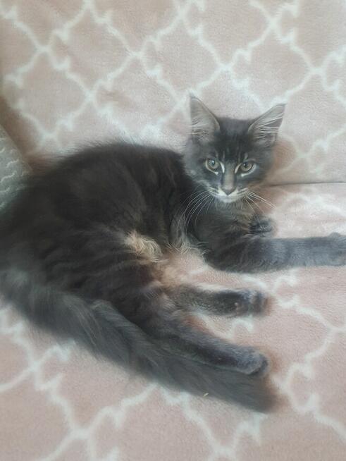 Sprzedam kocurka dd hodowli