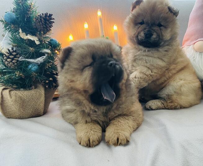 Urocza suczka Chow Chow