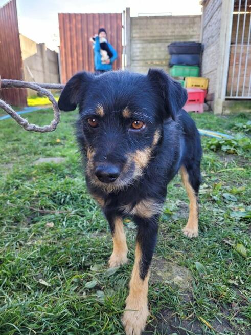 Piesek Fiki szuka domu