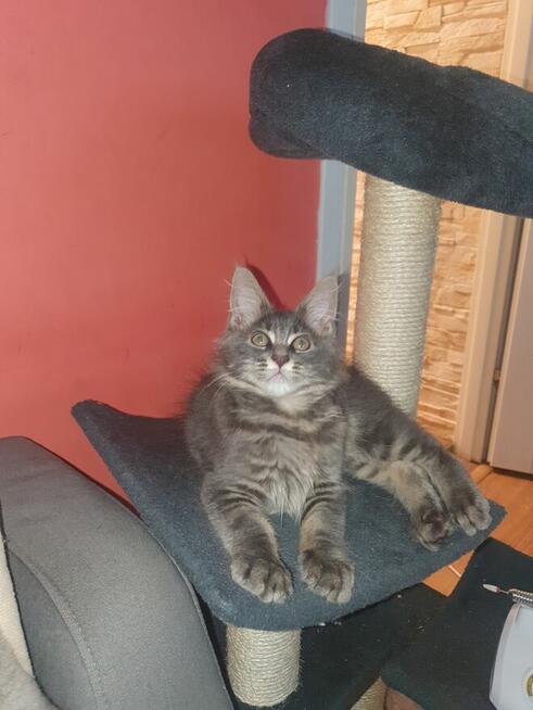 Sprzedam kocurka dd hodowli