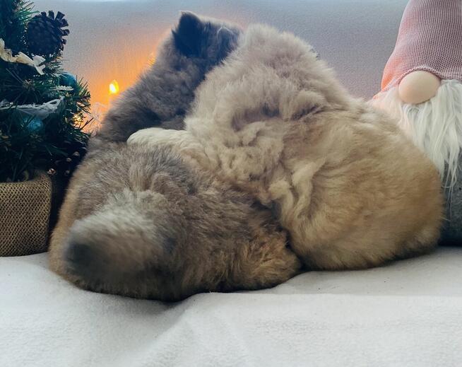 Urocza suczka Chow Chow