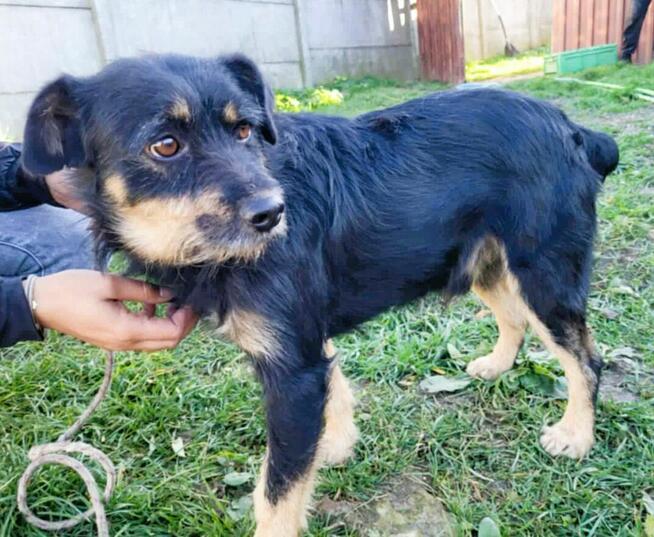 FIKUŚ - wrażliwy psiak w typie terriera do adocji