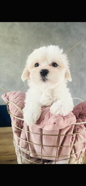 Śliczna Suczka odbiór od 03.12