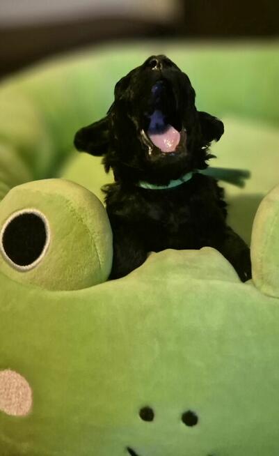 Pudel miniaturowy srebrny