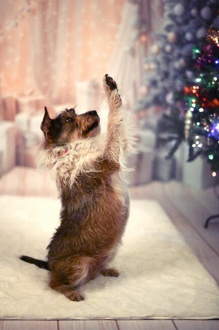 Świąteczne sesje zdjęciowe! Fotograf Poznań