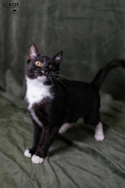 Małe kotki bez oczka do adopcji - Margarita i Martini