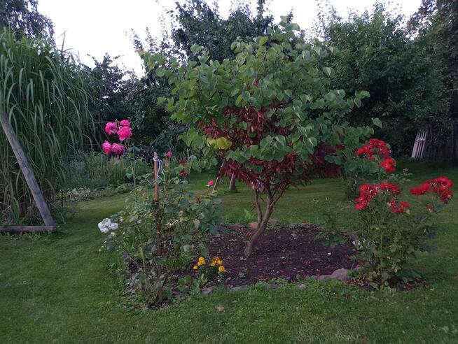 Sprzedam działkę budowlaną z pomieszczeniami gospodarczymi