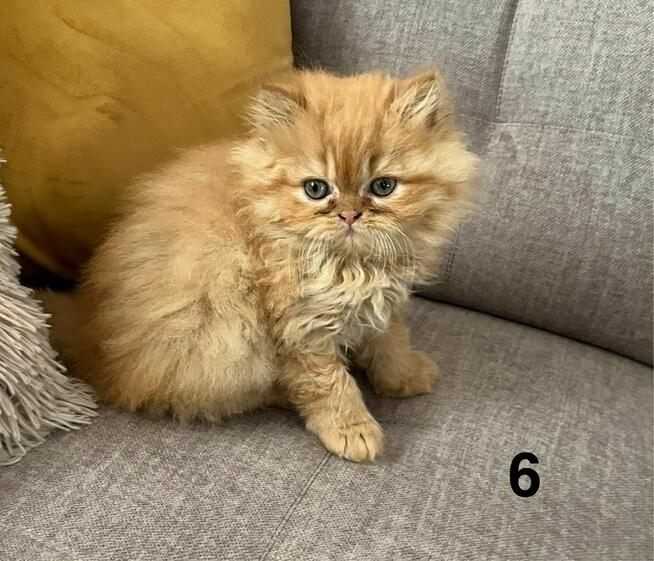 Rudo-biszkoptowa kotka perska