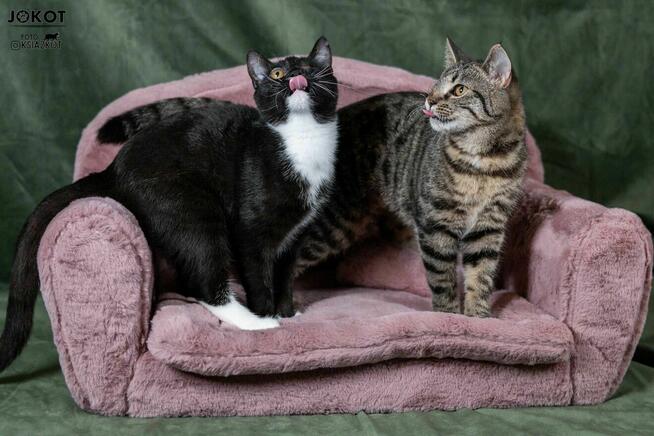 Małe kotki bez oczka do adopcji - Margarita i Martini