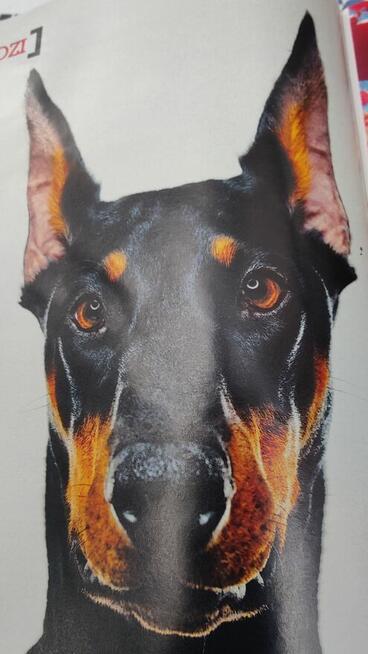 Propozycja nie do odrzucenia , dialog , kultura .