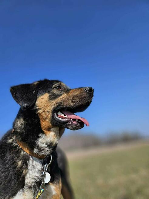 Komu komu Koral chce do domu