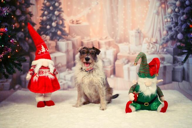 Świąteczne sesje zdjęciowe! Fotograf Poznań