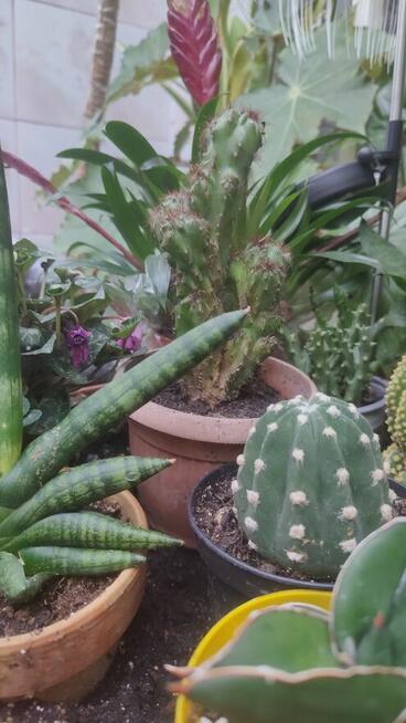 Propozycja nie do odrzucenia , dialog , kultura .