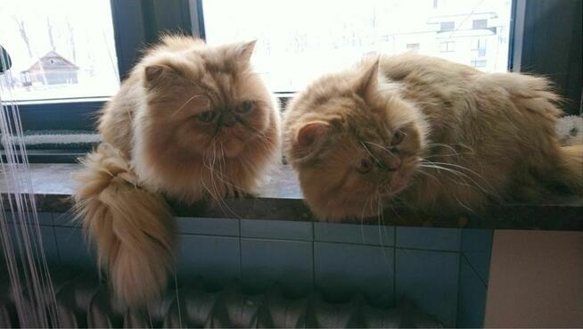 Rudo-biszkoptowa kotka perska