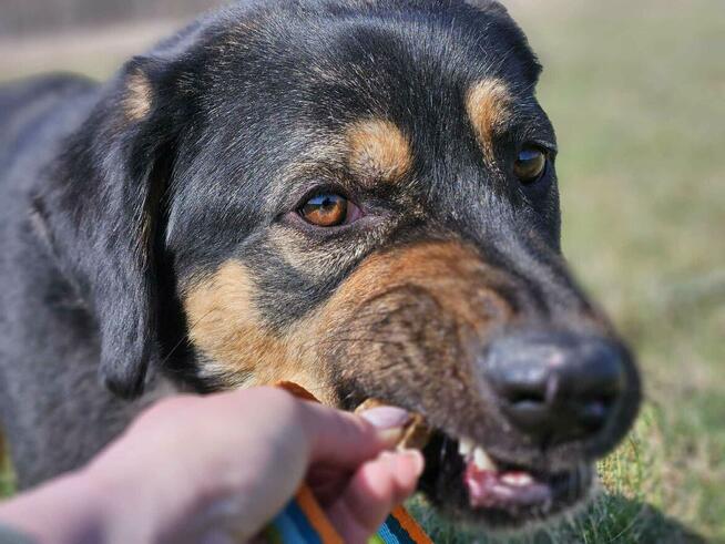 Komu komu Koral chce do domu