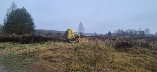 Las, przestrzeń, możliwości: Grzybowce czekają