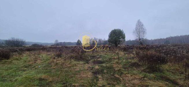 Las, przestrzeń, możliwości: Grzybowce czekają