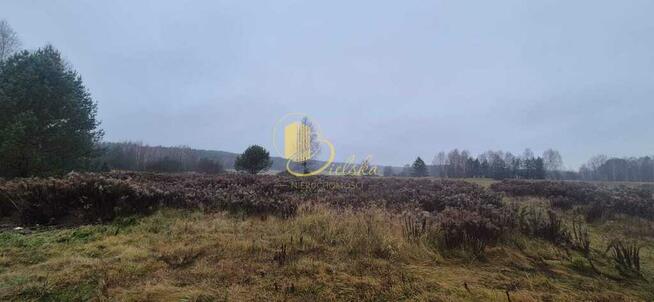 Las, przestrzeń, możliwości: Grzybowce czekają