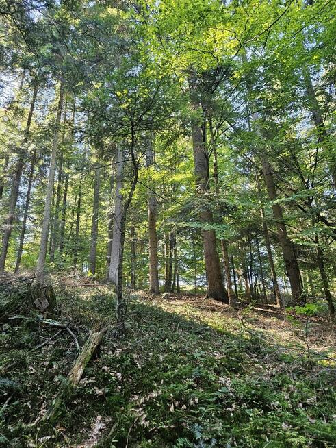 Działka rolno- leśna- Żurowa- Małopolska