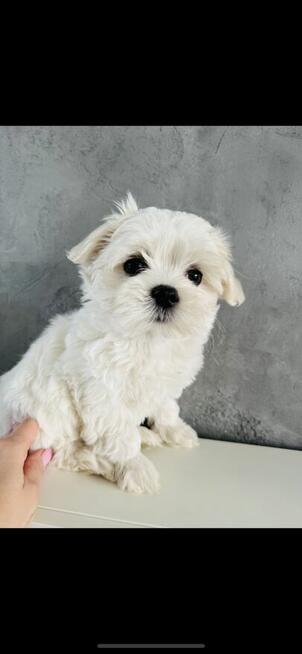 Śliczna Suczka odbiór od 03.12