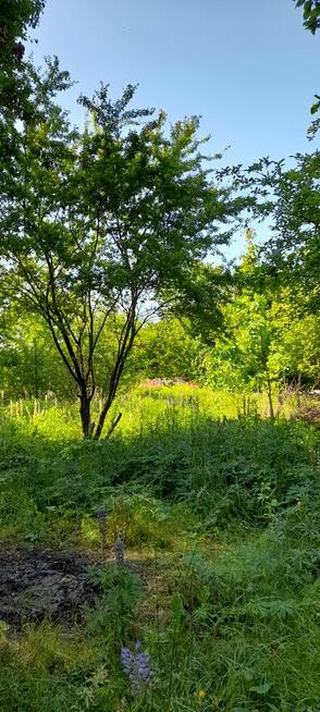 Piękna działka w Pionkach