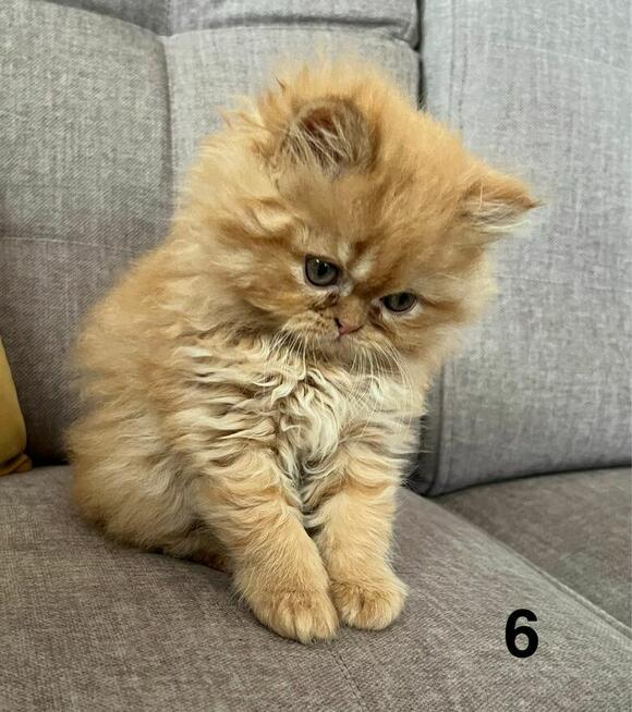 Rudo-biszkoptowa kotka perska