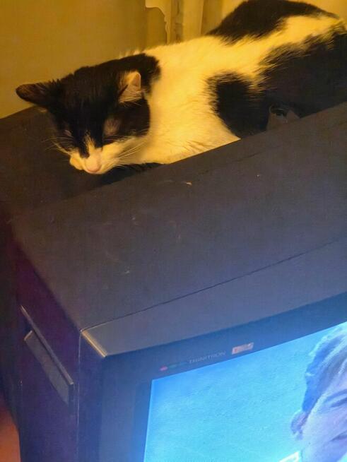 Oddam kotkę czteromiesięczną