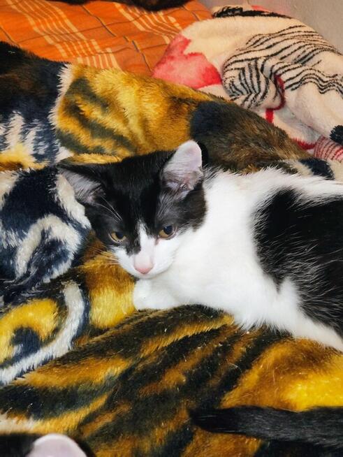 Oddam kotkę czteromiesięczną